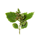 Patchouli